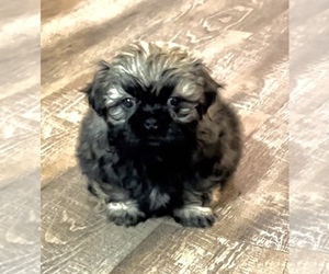 Shih Tzu Puppy for sale in DENTON, MD, USA