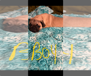 Pug Puppy for Sale in FREDERICKSBURG, Virginia USA