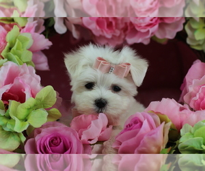 Maltese Puppy for sale in DELRAY BEACH, FL, USA