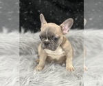 Small Photo #7 French Bulldog Puppy For Sale in WEST COLUMBIA, SC, USA