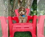 Small #2 Poodle (Toy)