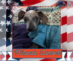 Small #1 Dachshund