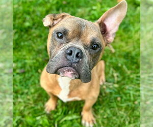 Bulldog-Unknown Mix Dogs for adoption in Jefferson, WI, USA