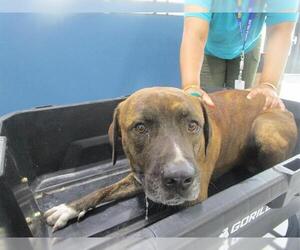Labrador Retriever-Unknown Mix Dogs for adoption in Temple, TX, USA