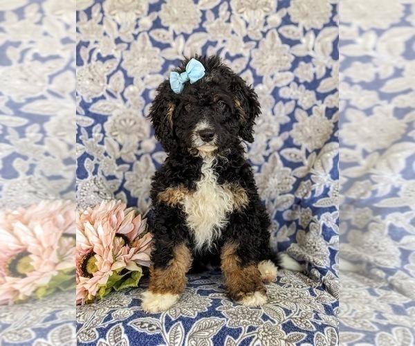 Medium Photo #2 Miniature Bernedoodle-Poodle (Miniature) Mix Puppy For Sale in OXFORD, PA, USA