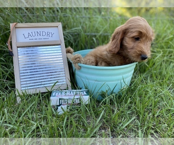 Medium Photo #5 Golden Retriever-Poodle (Toy) Mix Puppy For Sale in LITHIA, FL, USA