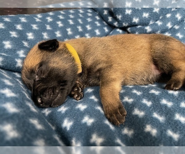 Medium Photo #245 Belgian Malinois Puppy For Sale in REESEVILLE, WI, USA