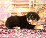 Small Photo #4 Bernese Mountain Dog-Collie Mix Puppy For Sale in SHILOH, OH, USA