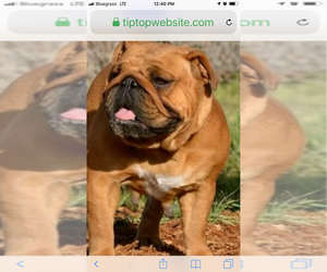 Mother of the English Bulldogge puppies born on 02/11/2020