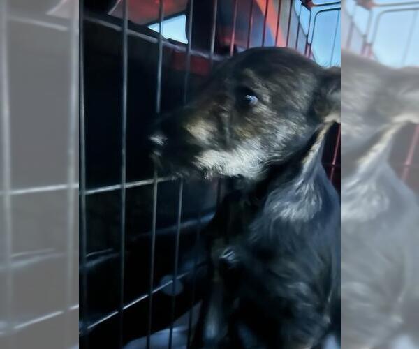 Medium Photo #1 Basset Hound-Miniature Schnauzer Mix Puppy For Sale in Stockton, CA, USA