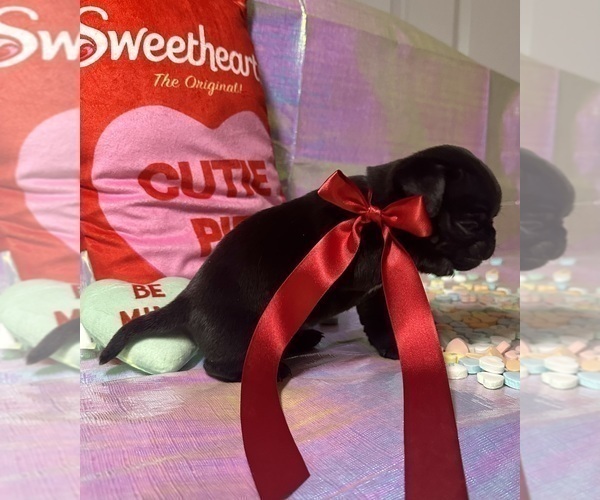 Medium Photo #4 Pug Puppy For Sale in MOUNT WASHINGTON, KY, USA