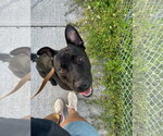 COURTESY POST: Mamba - Male Shepradors Dog for Adoption - Small photo