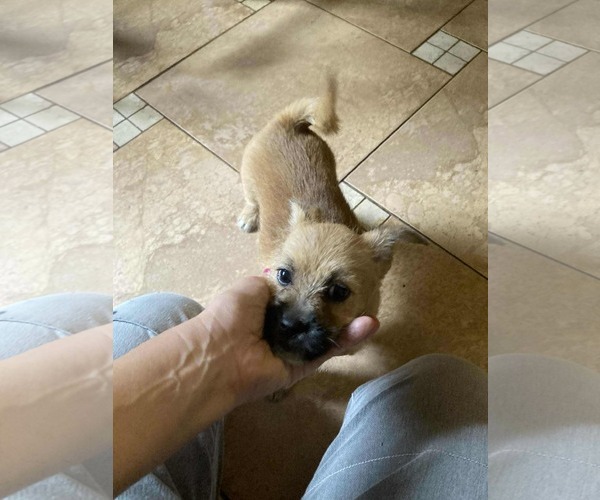 Medium Photo #7 Border Terrier-Unknown Mix Puppy For Sale in Princeton, MN, USA