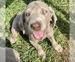 Small Photo #2 Weimaraner Puppy For Sale in WILDWOOD, FL, USA