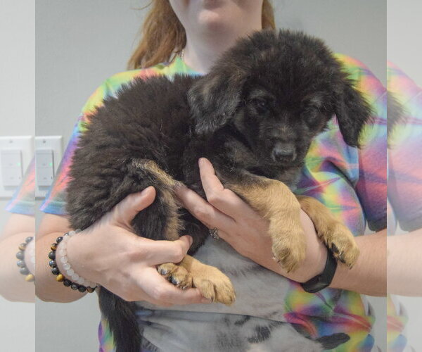 Medium Photo #2 Golden Shepherd Puppy For Sale in Huntley, IL, USA