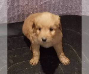 Goldendoodle-Poodle (Miniature) Mix Puppy for sale in ARTHUR, IL, USA