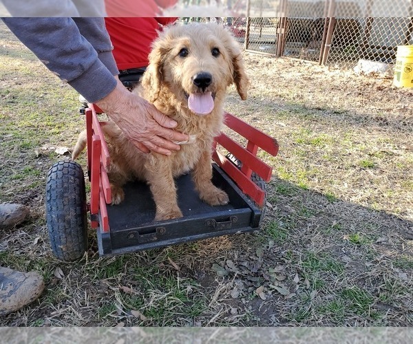 Medium Photo #1 Goldendoodle Puppy For Sale in CLARKSVILLE, TX, USA