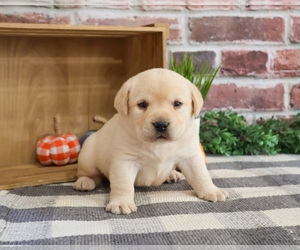Labrador Retriever Puppy for sale in SYRACUSE, IN, USA