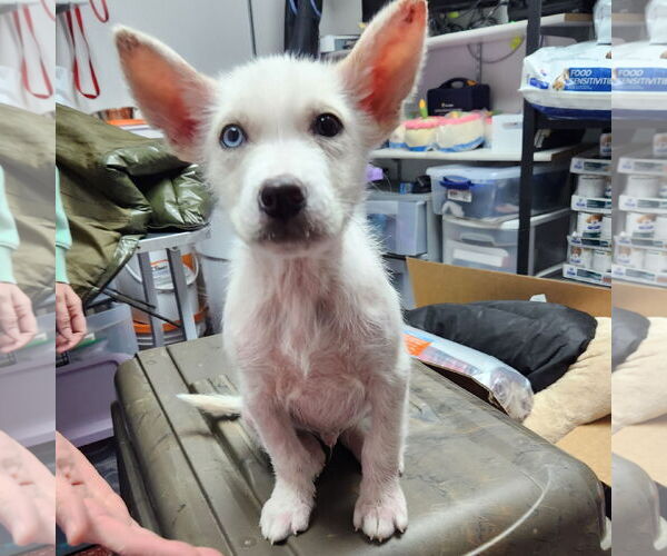 Medium Photo #4 Siberian Husky-Unknown Mix Puppy For Sale in Fargo, ND, USA