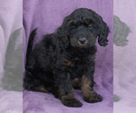 Small Photo #24 Cavapoo (Miniature)-Goldendoodle Mix Puppy For Sale in SAINT MARYS, KS, USA