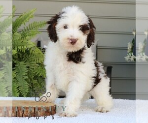 Bernedoodle (Miniature) Puppy for sale in NARVON, PA, USA