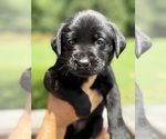 Small #17 Labrador Retriever
