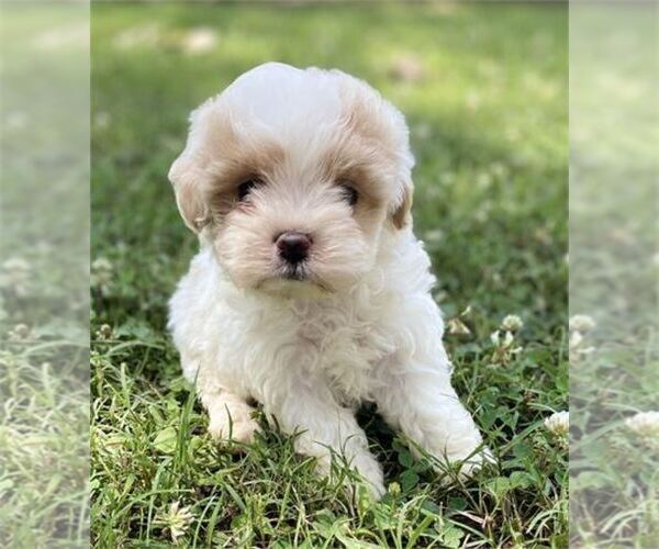 Medium Photo #12 Poodle (Toy) Puppy For Sale in ORLANDO, FL, USA