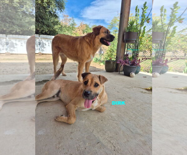 Medium Photo #5 Black Mouth Cur-Unknown Mix Puppy For Sale in Woodland Hills, CA, USA