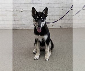 Siberian Husky Dogs for adoption in San Bernardino, CA, USA