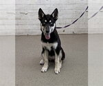 Small Siberian Husky