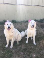 Mother of the Great Pyrenees puppies born on 06/30/2018