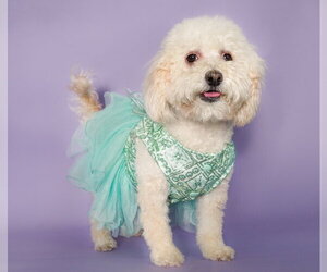 Poochon Dogs for adoption in Phoenix, AZ, USA