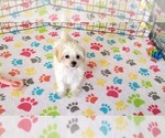 Small #8 Maltipoo (Toy)