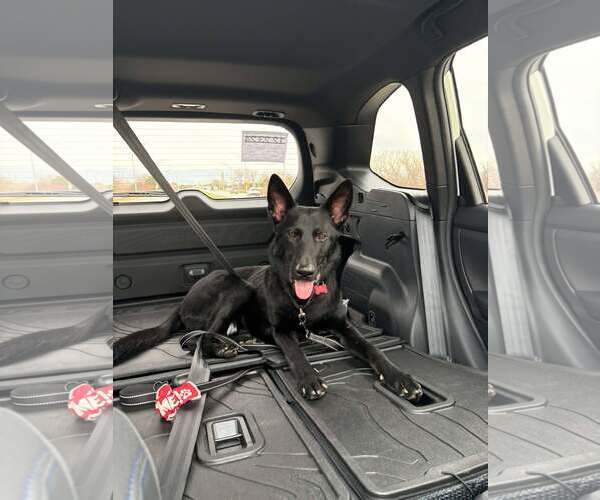 Medium Photo #18 German Shepherd Dog Puppy For Sale in Gretna, NE, USA