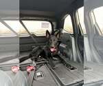 Small #17 German Shepherd Dog