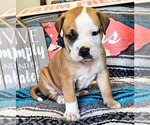 Puppy Navy Collar Alapaha Blue Blood Bulldog