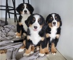 Small Photo #1 Bernese Mountain Dog Puppy For Sale in WATERFORD, MI, USA
