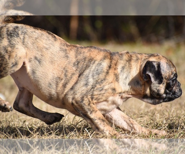 Medium Photo #9 Pug Puppy For Sale in PALM COAST, FL, USA