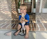 Small #1 Chihuahua