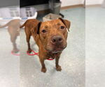 Small #1 American Pit Bull Terrier