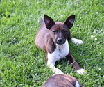 Small Photo #4 Rat Terrier Puppy For Sale in PETERSBURG, PA, USA