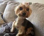 Small Photo #1 Yorkshire Terrier Puppy For Sale in FORT MYERS, FL, USA