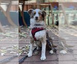 Small Photo #3 Australian Shepherd Puppy For Sale in St. Louis Park, MN, USA