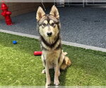 GINGER - Female Siberian Husky-Unknown Mix Dog for Adoption - Small photo