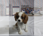 Small #13 Cavalier King Charles Spaniel