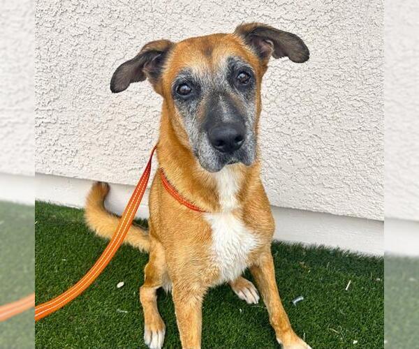 Medium Photo #2 German Shepherd Dog-Unknown Mix Puppy For Sale in Las Vegas, NV, USA