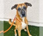 Small #1 German Shepherd Dog Mix