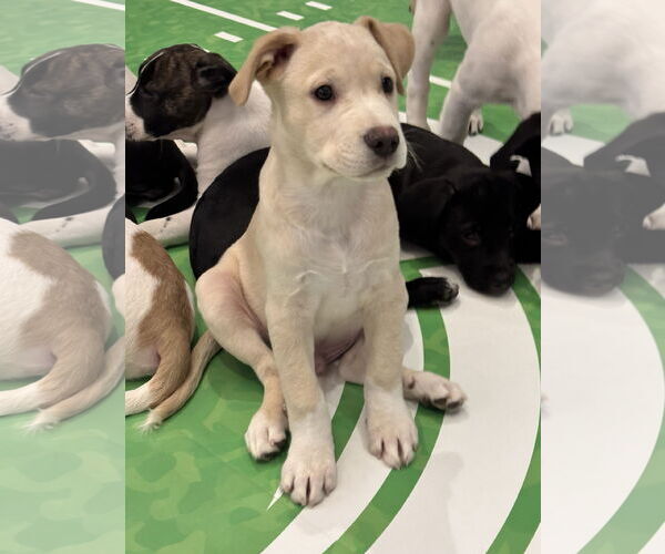 Medium Photo #1 Labrador Retriever-Unknown Mix Puppy For Sale in Sanford, FL, USA