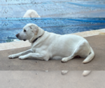 Small Photo #1 Labrador Retriever Puppy For Sale in EDMOND, OK, USA