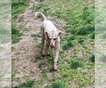 Small Photo #1 Poodle (Miniature) Puppy For Sale in jasper, AR, USA